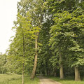 Kastanienallee Loyer Kirchweg - Wilfried Vogelpohl