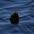 Allein im Meer - Wilfried Vogelpohl