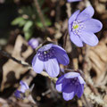 Leberblümchen - Wilfried Vogelpohl