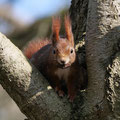 Was guckst du? - Wilfried Vogelpohl