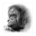FOTOGRAFIE - TIERISCHES