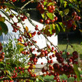 weekend yourte septembre octobre
