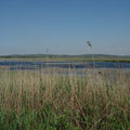 Ufer mit viel Schilf am Velece-See