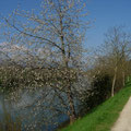 Nidau-Kanal ( umgeleitete Aare )