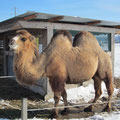 das Kamel im Februar