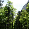 schöner Bergwald