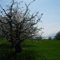 Blühende Kirschbäume über dem Bielersee