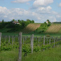 Weinberge und anderes wechselt sich ab