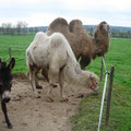Kamele und Esel auf dem Schlatthof, Wolfwil
