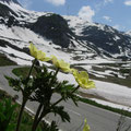 Berganemonen und Blick zurück talaufwärts