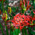 彼岸花,red spider lily,別名 曼珠沙華,Another name Manjushage;Heavenly red flower 