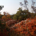 Herbstfarben an Bäumen und Sträuchern