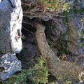 A tree inside the cave.