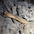 Few animal bones before descending into the lower located room onthe left-hand side of the cave. 