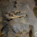 Several old animal bones in the cave. 