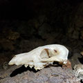 A fox's skull halfway the room on the right-hand side.