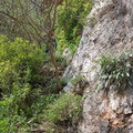 Through dense vegetation and along a steep rock face.