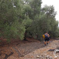 Walking through the olive grove to the cave. 