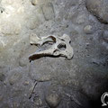 Animal bone inside the cave. 