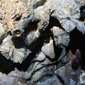 Stalactites hanging from the ceiling. 