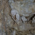 Wall decorations of stalactites.