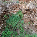 Cave in a quarry in Kassiopi. 