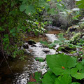 The river below Marioli's tripes is one of the two tributaries of the Tiflou river, the largest river in Corfu. The other tributary is between Valanio and Chorepiskopi. Both meet in Rekini and form the blind river, which runs out near Sidari. 