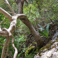 Through dense vegetation and along a steep rock face.