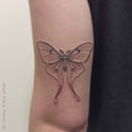 Butterfly Tattoo Linework © Farb Fleck Tattoo OG Tattoostudio Linz