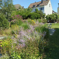 Gräser und Blüten am Teich Sept2025