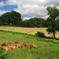 Limousin im Zentralmassiv