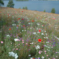 am see Vassiviere