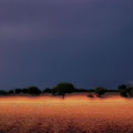Campos de Pioz