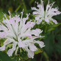 モンタナ（ベルガモット）白花