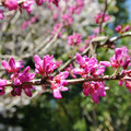 スオウ桜