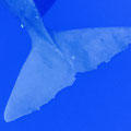 A022_20230929_OKI-P9290230