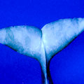 A004_20210712_OKI_A004_P7120044 - 2021-07-12 09-31-18