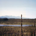 Wrangell Mountains im Hintergrund