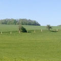 Panoramafoto vom nun bepflanzten Clara-Schumann-Weg in Maxen. - Foto: J. Tronicke