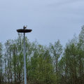 Das Storchennest am Sauerstücksee Grafenrheinfeld