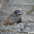 Hausrotschwanz Jungvogel