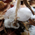 氷花（12月）
