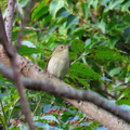 キビタキ♀ 2024/11/08