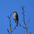 ウソ（12月）