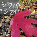 20201115_紅葉のカシワバアジサイ