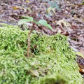 20201114_苔床
