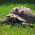 Spornschildkröten