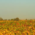 ...Rust am Neusiedlersee