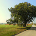 eine schöne Linde bei St. Margarethen Berg