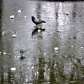 p.ordonneau. Paris. Neige. 03.13. 32